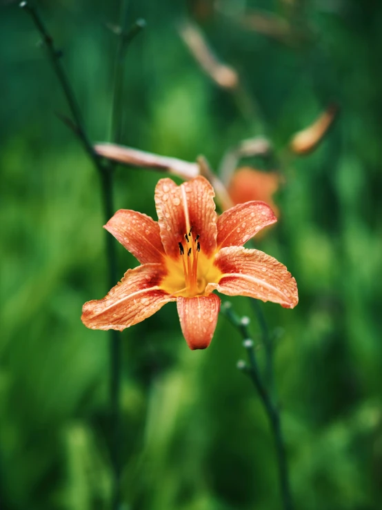 an orange flower blooming on a stalk in the garden