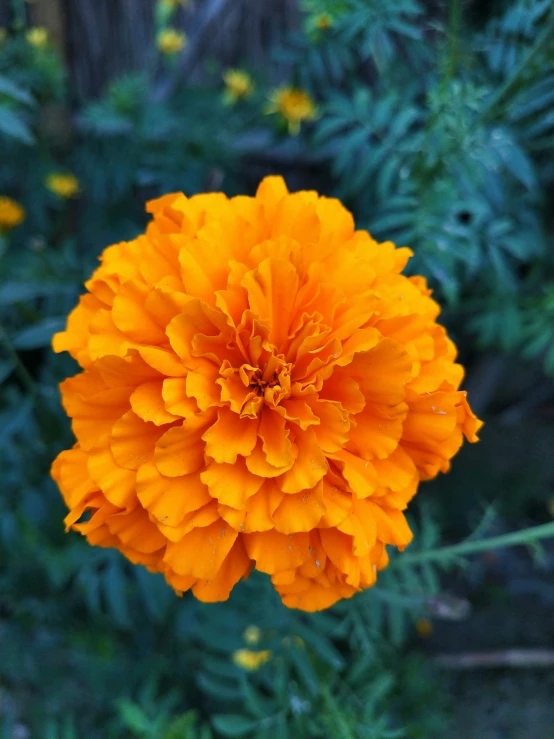 a large orange flower with lots of green leaves