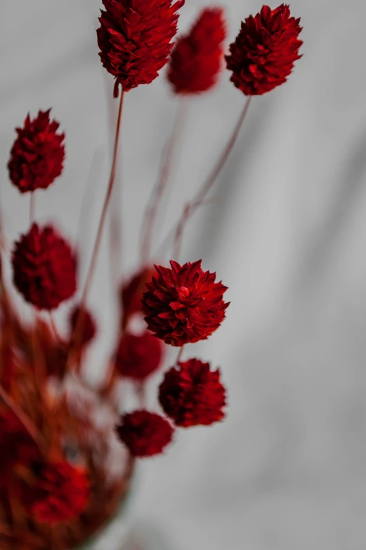 small flower heads sprout out from a vase