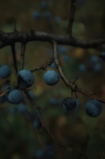 berries are on a nch near a wooded area