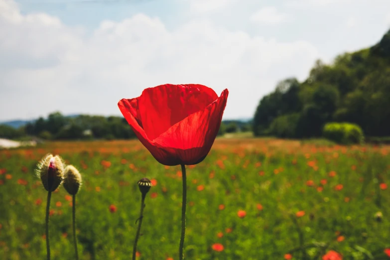 the large poppy is in the middle of a field