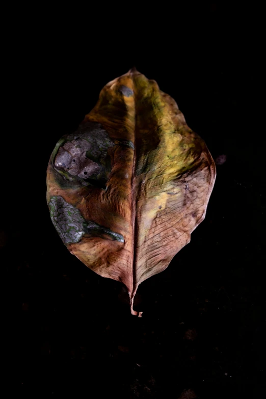 leaf with multiple leafs on it sitting on a black background