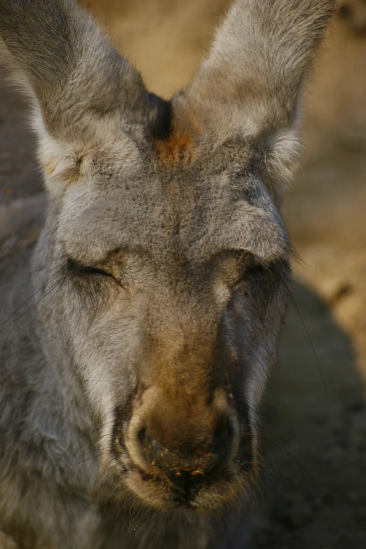 a grey kangaroo resting in a shady spot