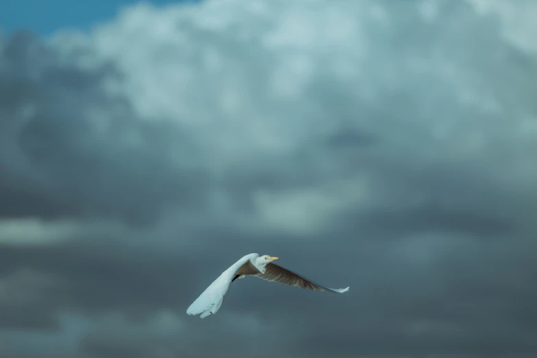 a large white bird flying over a cloudy sky