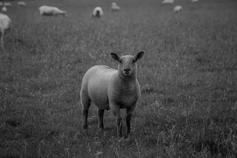 a black and white po of sheep grazing on a grass covered field