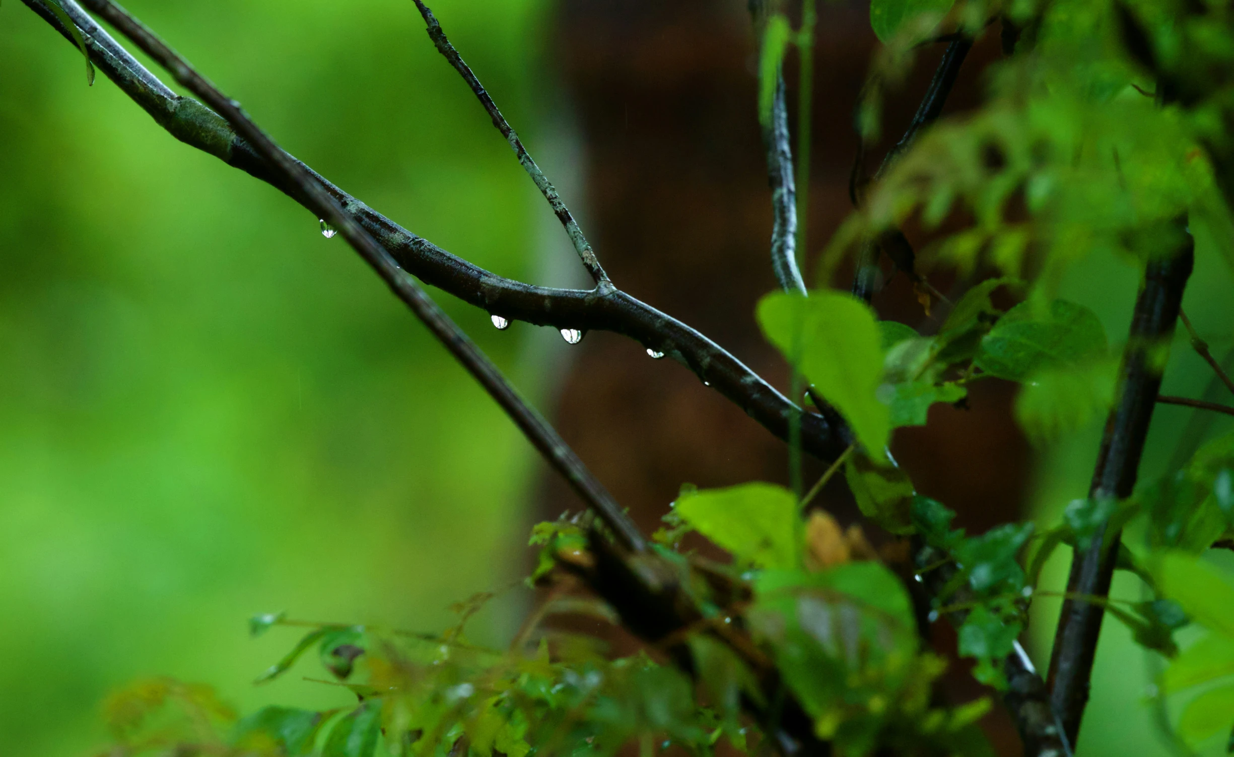 a bird sitting on top of a tree nch