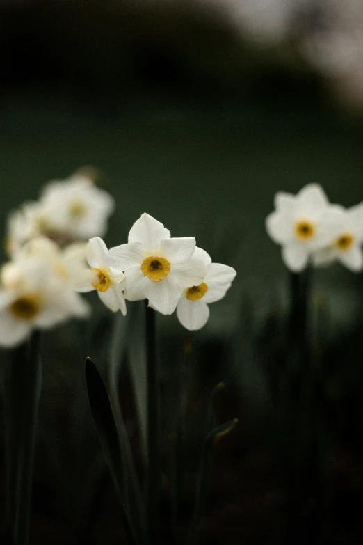 a closeup of white daffodils with yellow centers