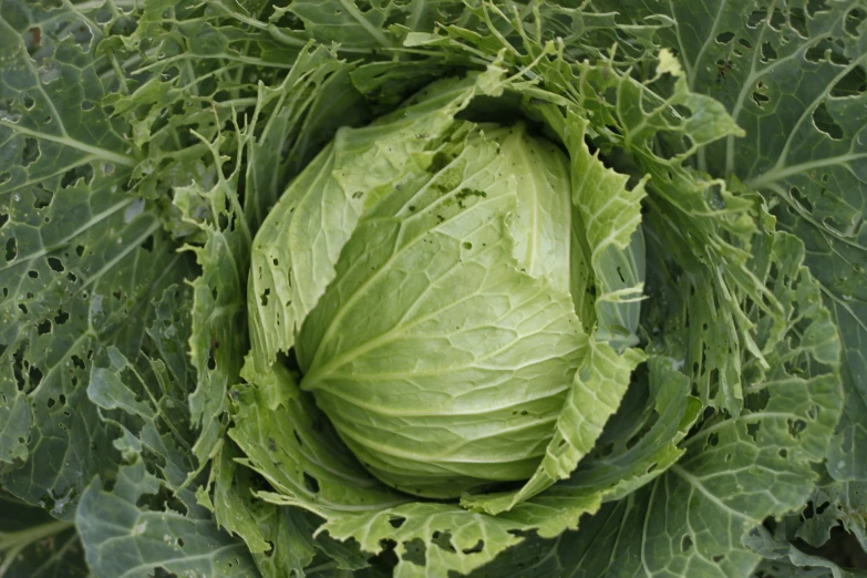 the top of a large leafy green broccoli plant