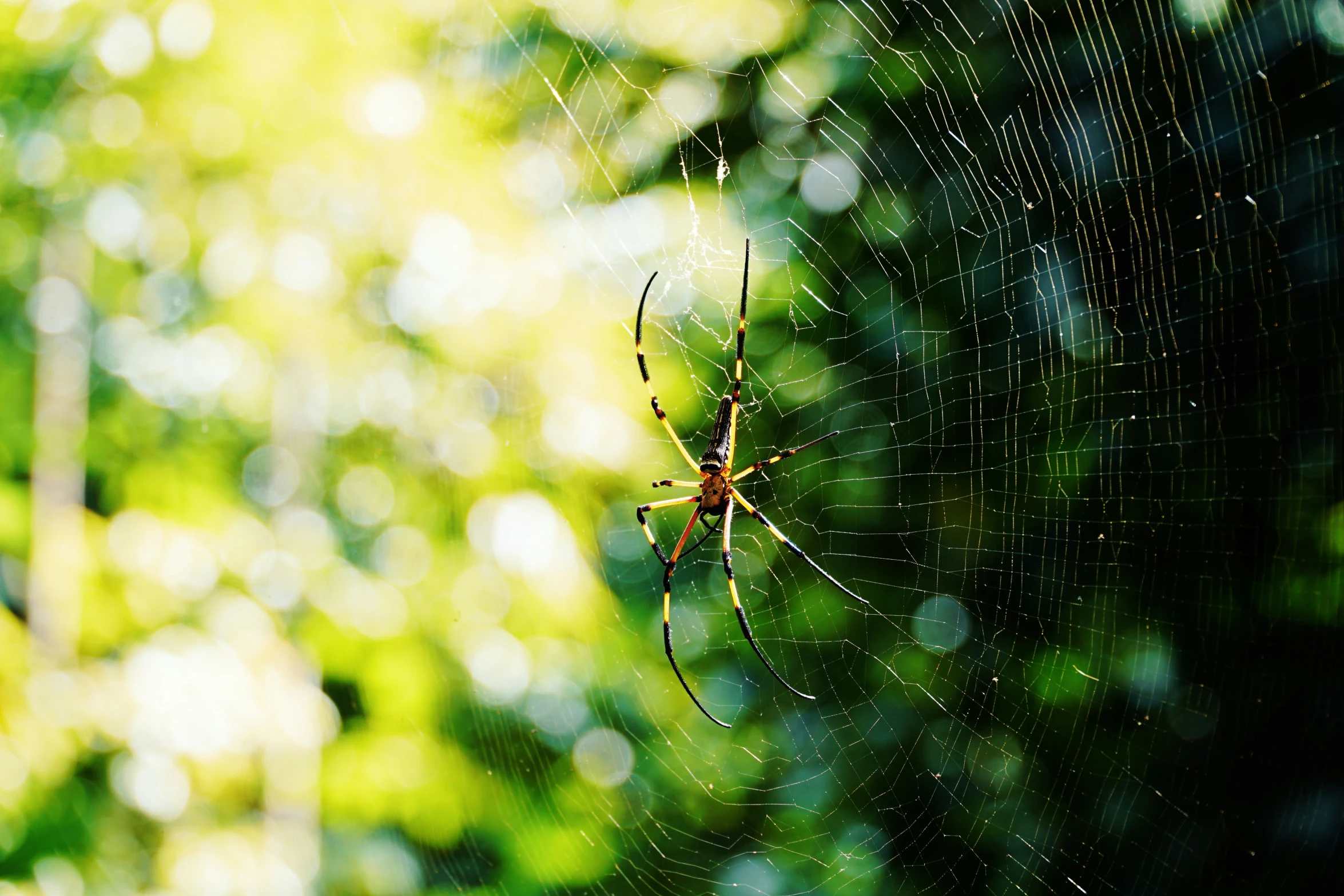 a close up of a spider on it's web