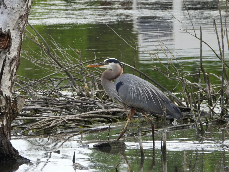 a bird is standing in the water near trees