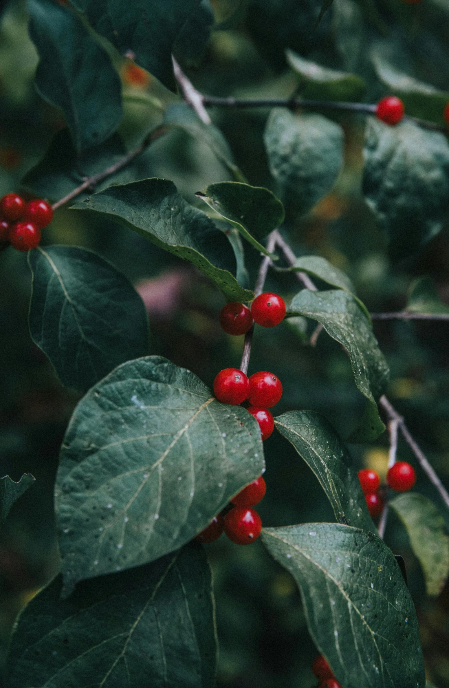 red berries sit on a green leafy nch