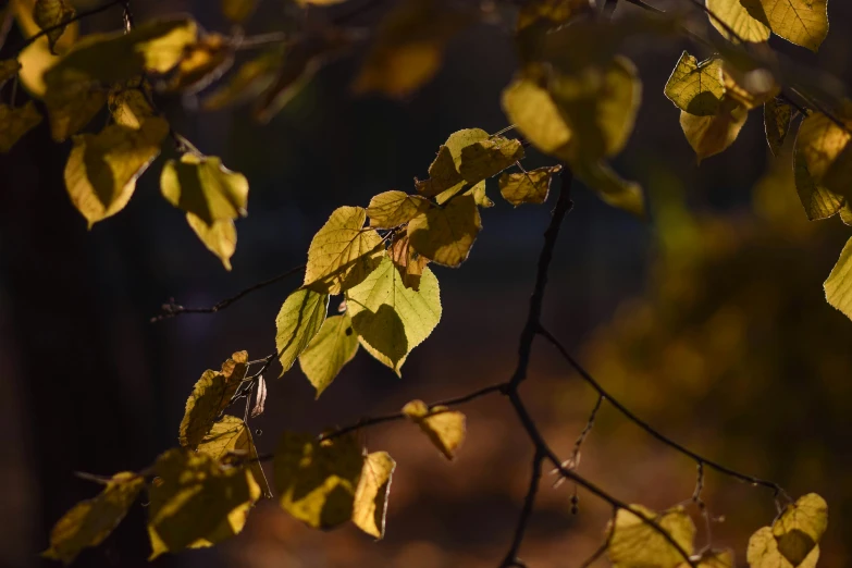 the leaves of a tree with brown spots on them