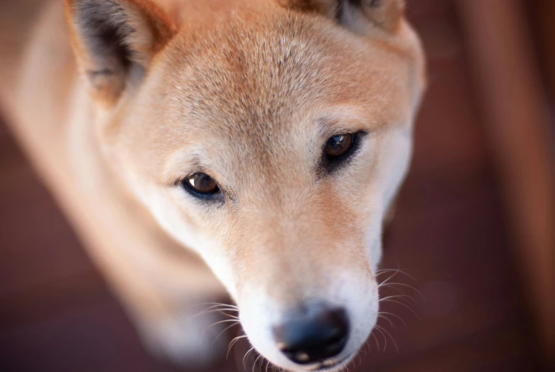 a dog is shown looking into the camera