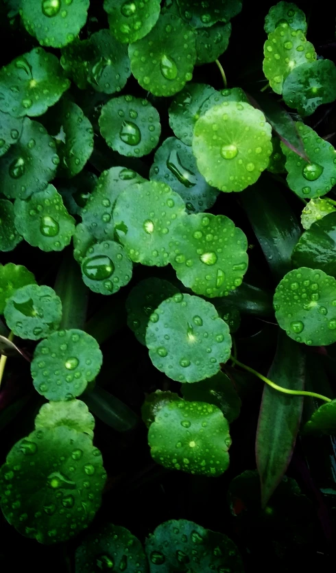 water droplets on leaves in the forest