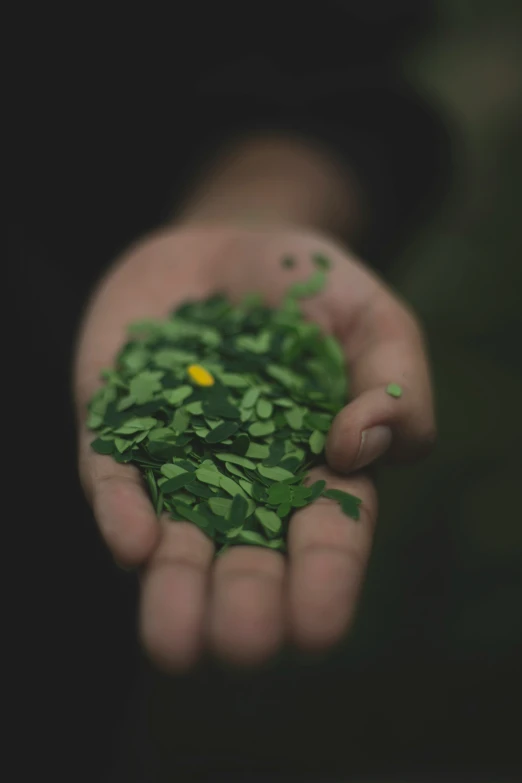 two hands holding a handful of plant that has been picked from a soil