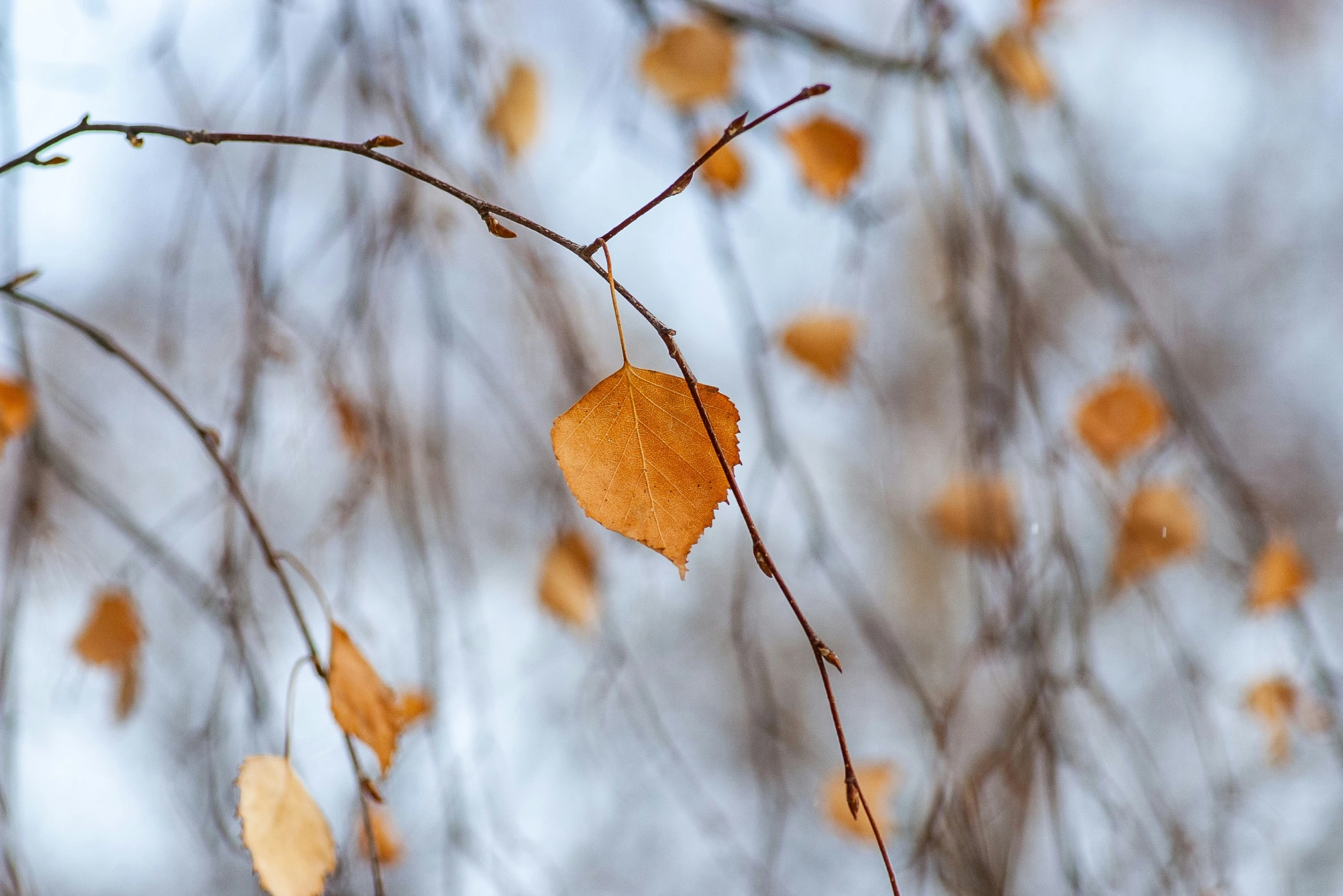 the leaves of the tree are falling down