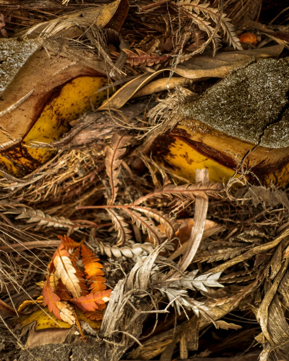 an unpeeled banana lying on the ground with rotting fruit around it