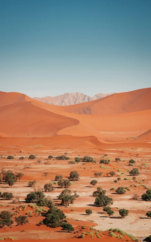 an arid landscape with a large amount of bushes