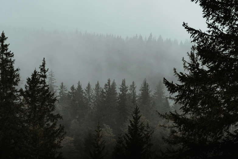 some very tall trees on a foggy day