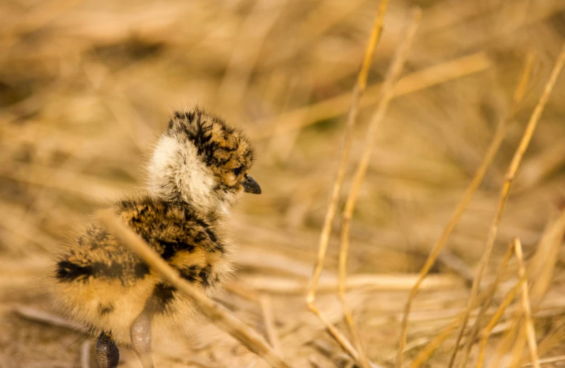 small black and white bird standing in dry grass