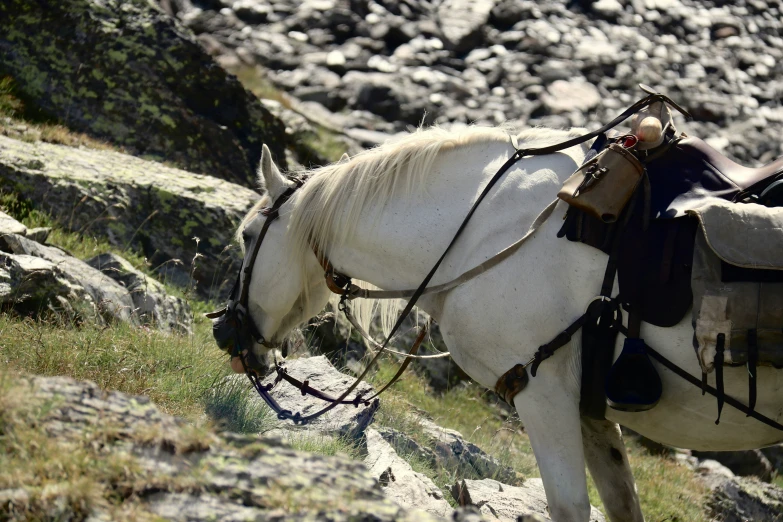 a horse with saddle on some rocks in the grass
