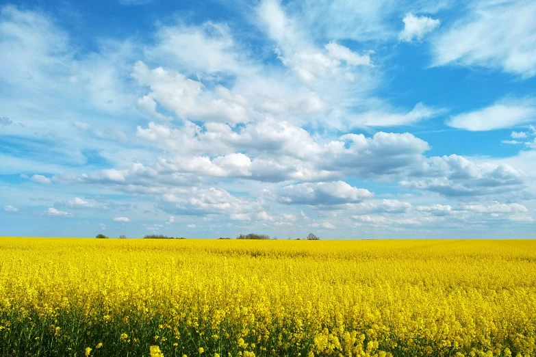 this is an image of a field that has some yellow flowers