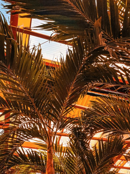 a close up of a palm tree and building in the background
