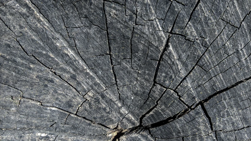 the large section of an old tree shows some damage