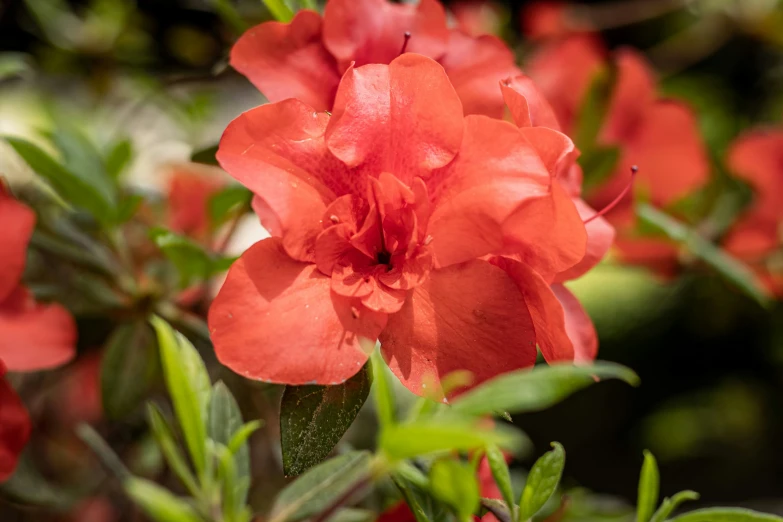 bright red flowers in an evergreen forest