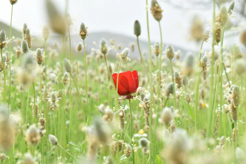 there is a poppy in the middle of a field
