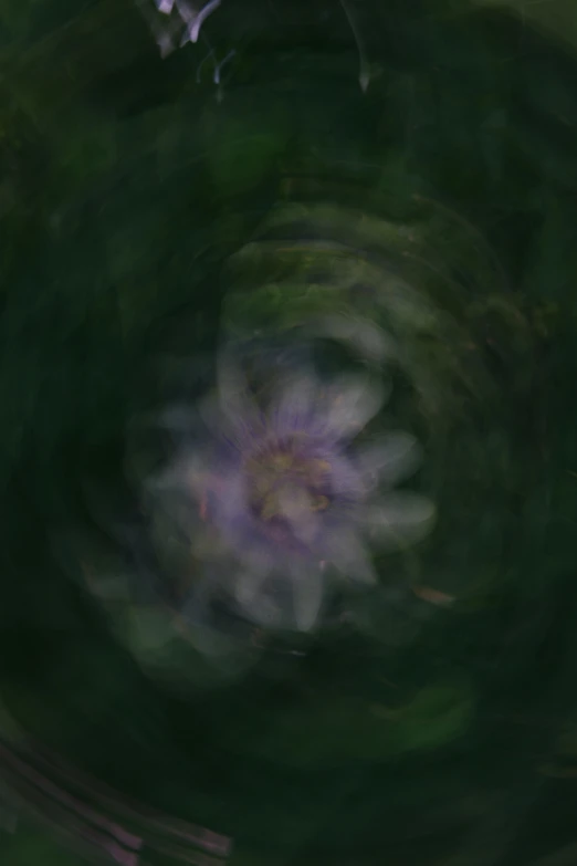 a white and purple flower with blurry edges