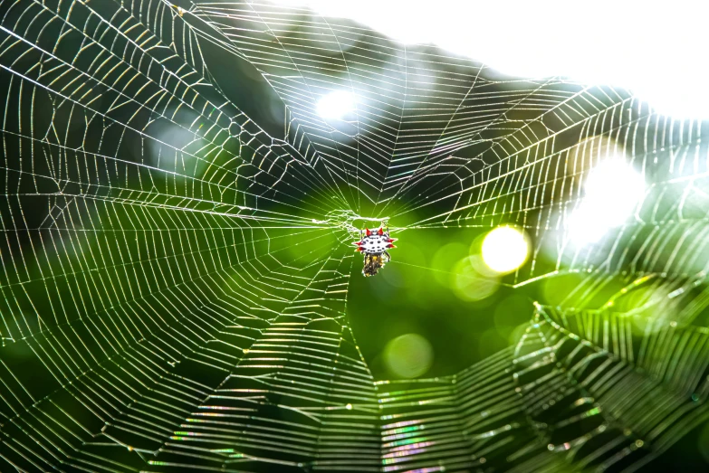 an open web with light coming in the background