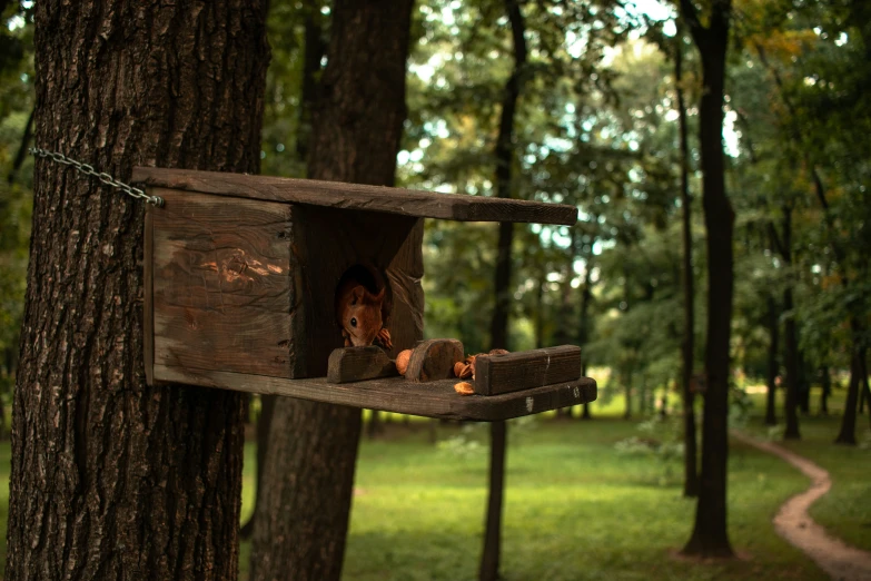 a bear in the window of a bird feeder