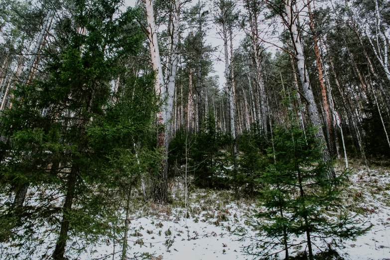 tall trees are seen against the sky in the winter