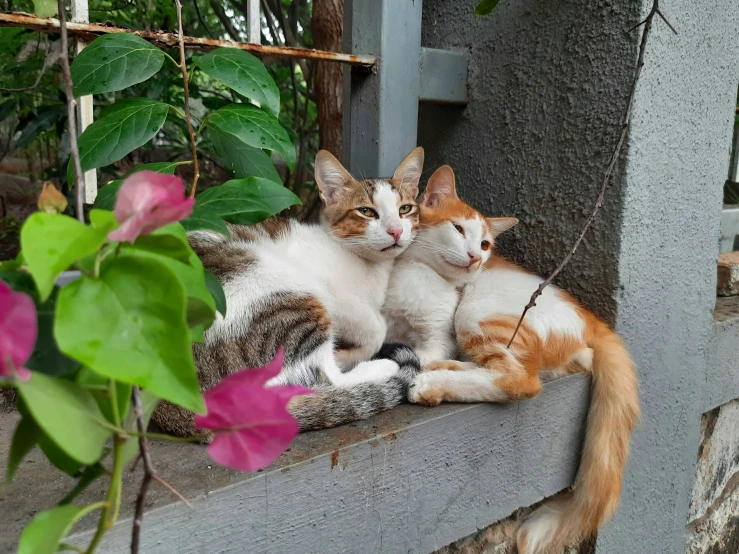 two cats laying next to each other on a concrete ledge