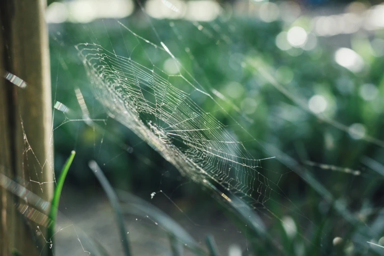 a spider web sits on the side of a tree