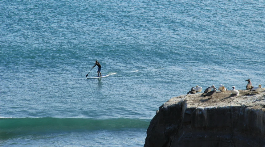 a surfer surfing in the water with sea gulls surrounding him