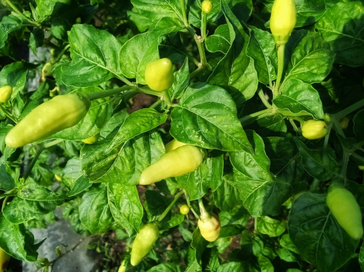 the green and yellow flowers of the plant are starting to open