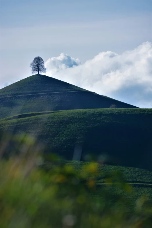 a lone tree standing on a lush green hillside