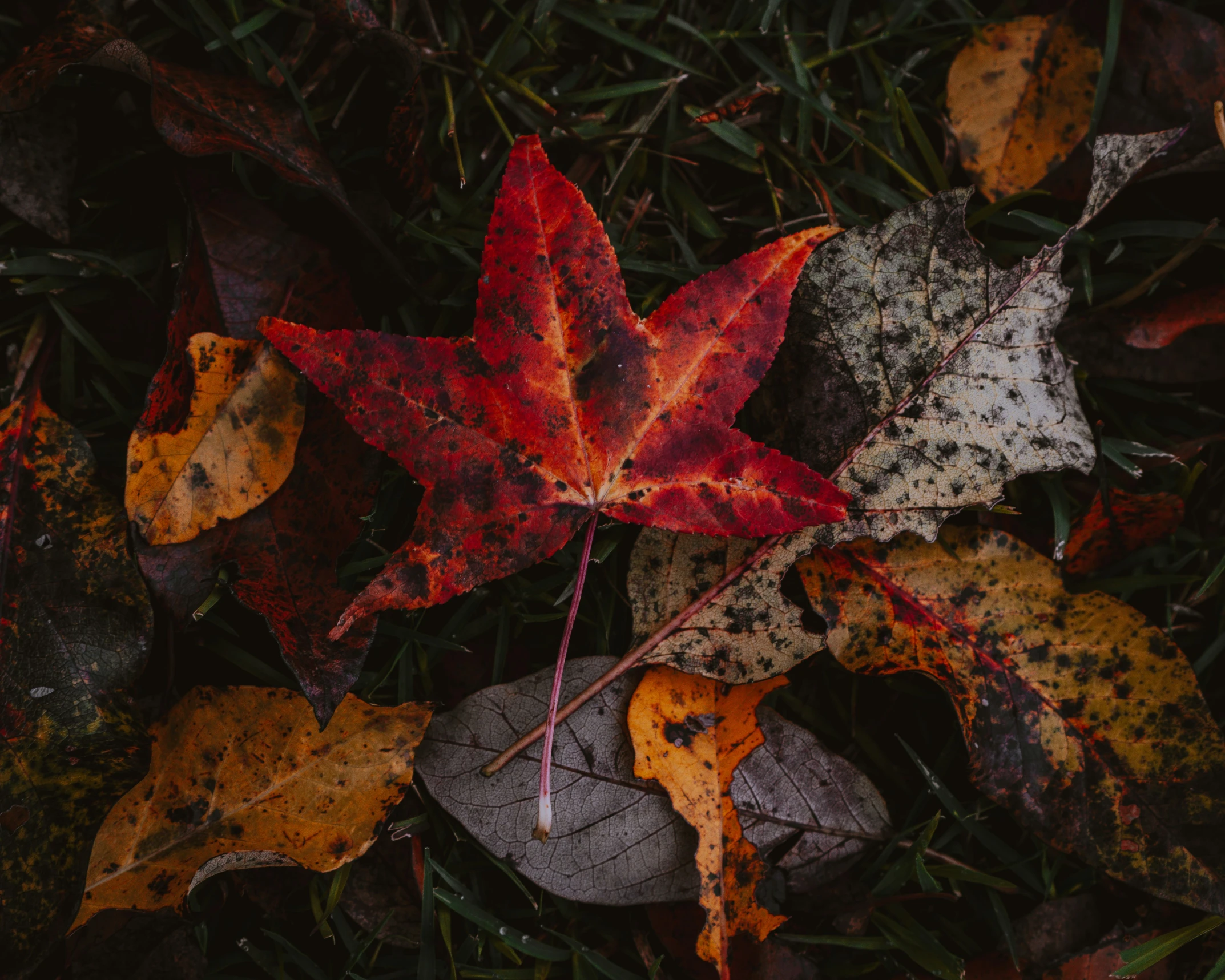 leaves that are sitting in the grass near each other