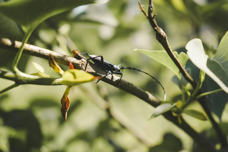 a bug that is on top of some kind of leaf