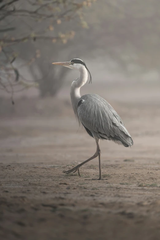 there is a bird that is walking on a dirt field