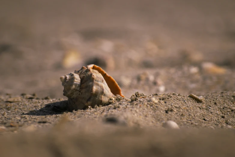 a shell on the beach has been removed from the sand