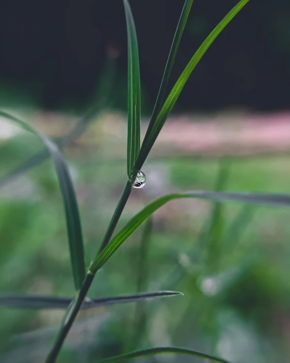 a single drop of water that is hanging from the side of a leaf