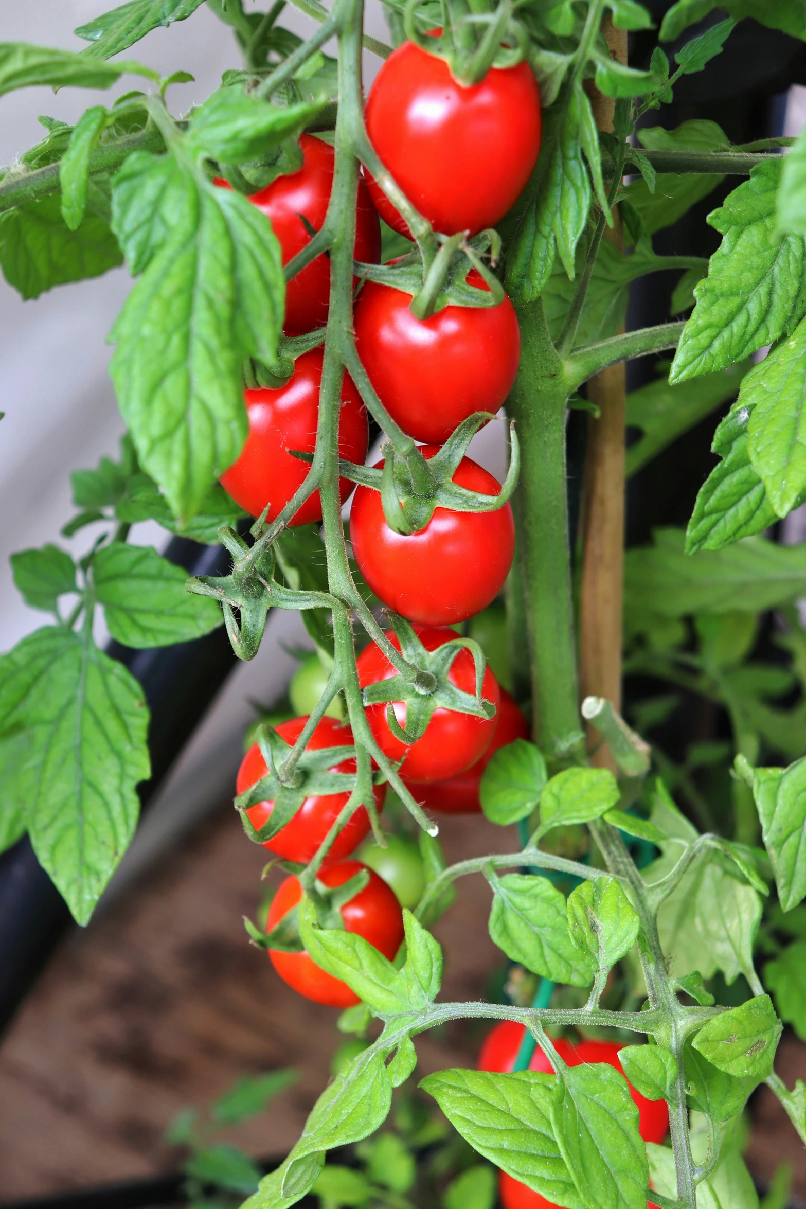 several large tomatoes on the plant and many green leaves