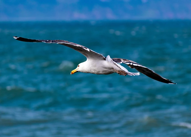 a bird flies over the water with mountains in the background