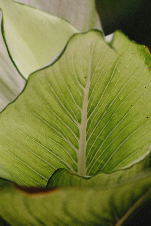 a large leaf is pographed on a table