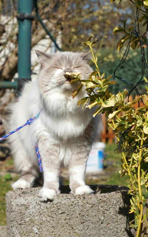 a cat that is holding on to some flowers