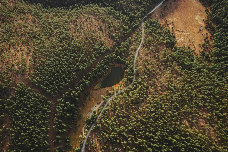 a large forested area with a winding pathway