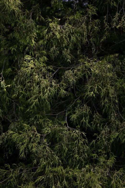 a large group of green trees are above the camera